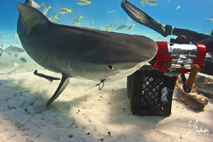 This Tiger Shark has a desire to get the bait in the crat... by Steven Anderson 